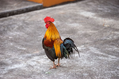 A rooster walks on an outdoor cement floor.