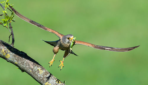 Bird flying over a tree