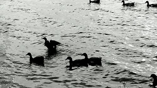 Ducks swimming on lake