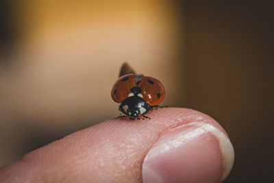 Close-up of ladybug on hand