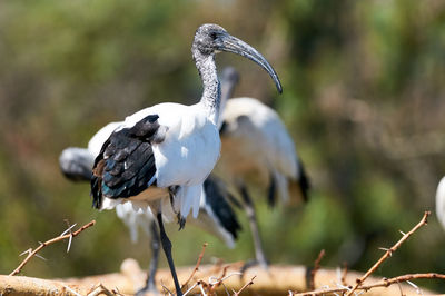 Close-up of bird perching on a land