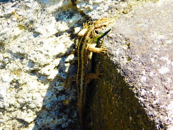 Close-up of rocks