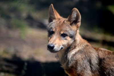 Close-up portrait of dog