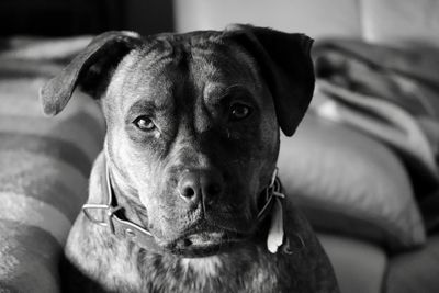 Close-up portrait of dog sitting