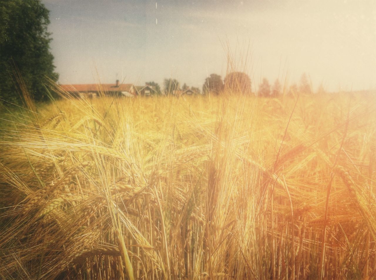 field, agriculture, rural scene, landscape, farm, crop, clear sky, growth, grass, tranquility, tranquil scene, nature, cereal plant, beauty in nature, scenics, cultivated land, plant, copy space, outdoors, sky