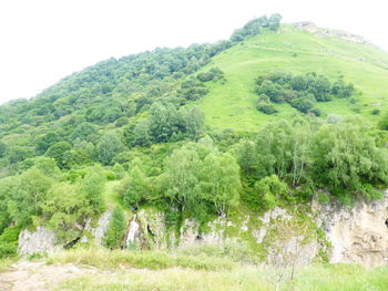 Scenic view of forest