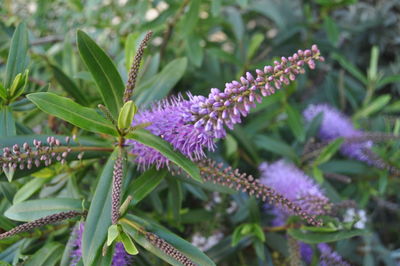 Close-up of pink flowers