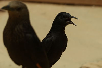 Close-up of bird perching