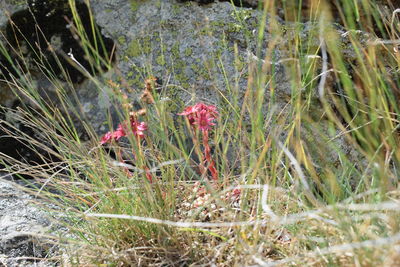 Close-up of plants growing on field