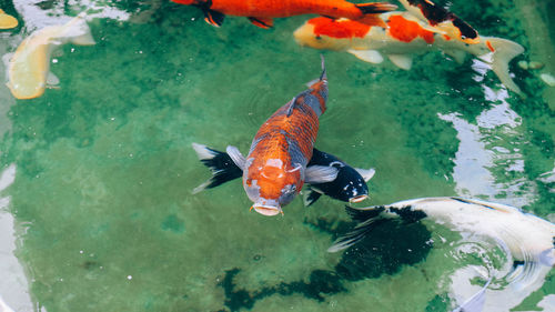 High angle view of koi carps swimming in sea