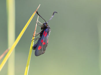 Close-up of insect on plant