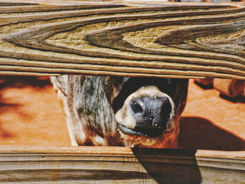 Close-up portrait of a horse