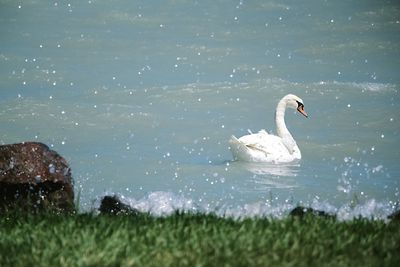 Swan swimming in lake