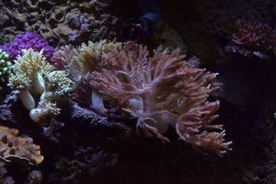 Close-up of coral in sea