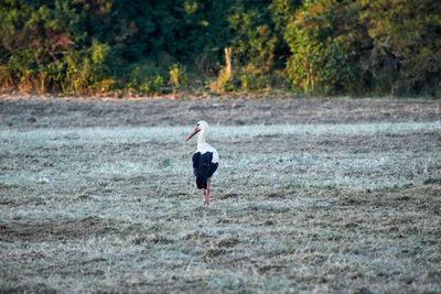 Side view of a bird on a land