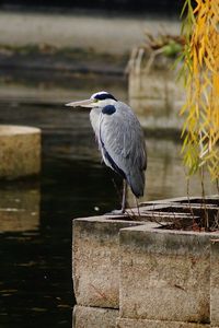 High angle view of gray heron perching