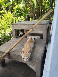 Cat relaxing on wooden railing