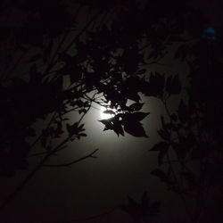 Low angle view of silhouette plants against sky at night