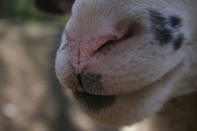 Close-up of dog