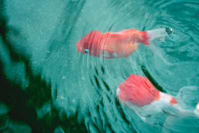 High angle view fish swimming in water