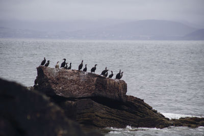 Birds perching on a rock in sea