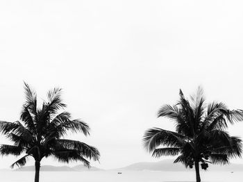 Low angle view of palm trees against clear sky