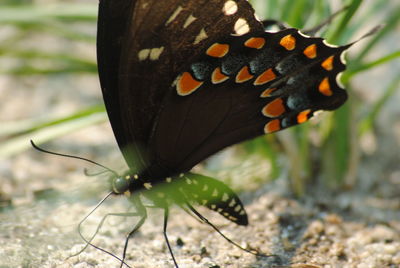 Close-up of butterfly