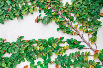 Close-up of ivy on wall