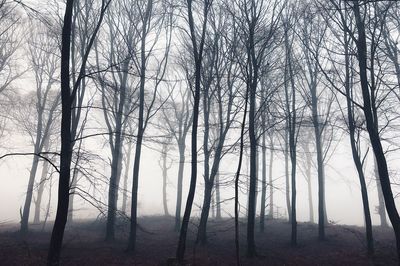 Low angle view of trees in forest