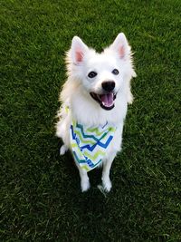 High angle portrait of dog on field