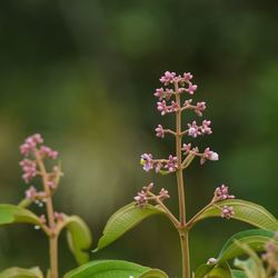 Close-up of pink flowers blooming outdoors