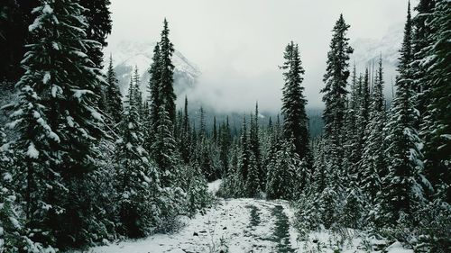 Snow covered trees against sky