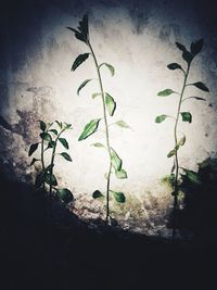 Close-up of plants at night