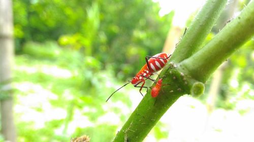 Close-up of insect on leaf