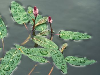 Close-up of raindrops on plant