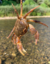 Close-up of crab on beach