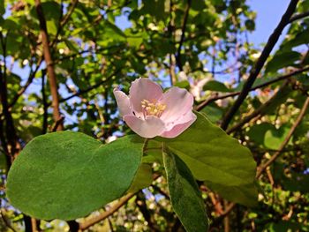 Close-up of pink flowering plant