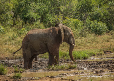 Side view of elephant in the forest