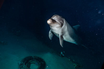 Fish swimming in sea