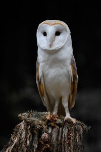 Close-up of owl perching on wood post