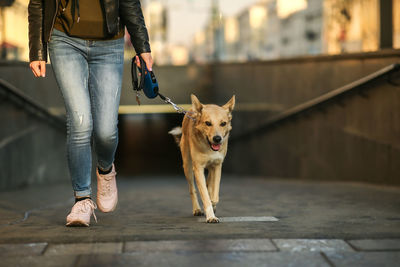 Low section of person with dog walking outdoors