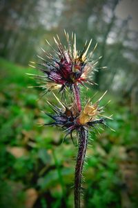 Close-up of insect on plant