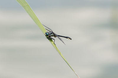 Close-up of dragonfly on plant