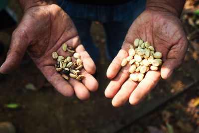 Close-up of person hand holding corn