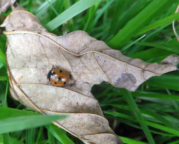 Close-up of insect on plant