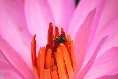 Close-up of pink flower