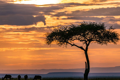 Silhouette tree by sea against sky during sunset