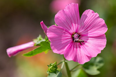 Close-up of pink flower blooming outdoors