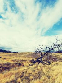 Scenic view of field against sky