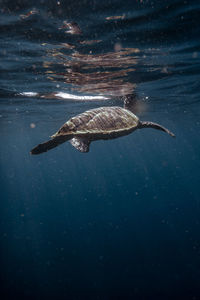 Fish swimming in sea